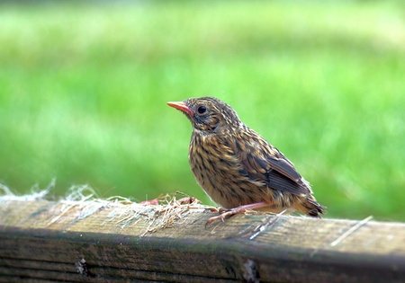 Young fledgling sparrow chick days after leaving the nest