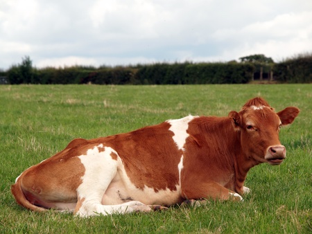 young guernsey cow lying chewing the cudの写真素材