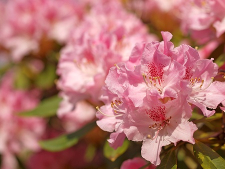 Pink rhododendron in blossom
