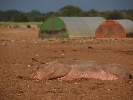 pig lying down sleeping in mudの写真素材