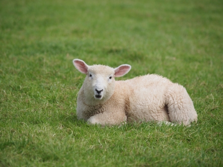 Cute lamb lying down in meadow