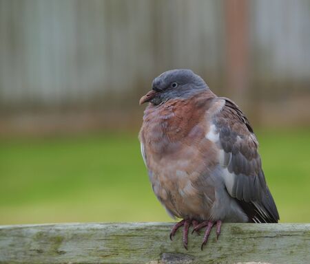 tired racing pigeon restingの写真素材