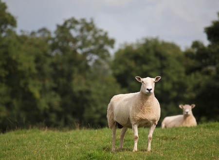 freshly shorn sheep standing in green pastureの写真素材