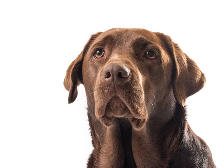 chocolate labrador on white backgroundの写真素材