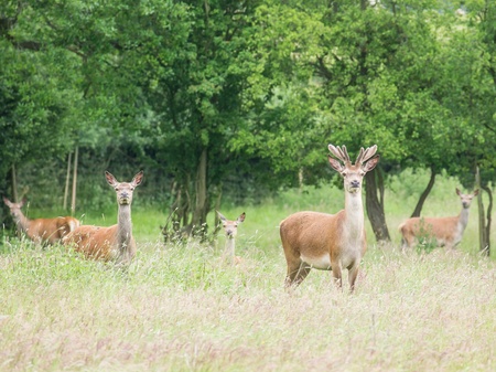 herd of wild deer alert in woodlandの写真素材