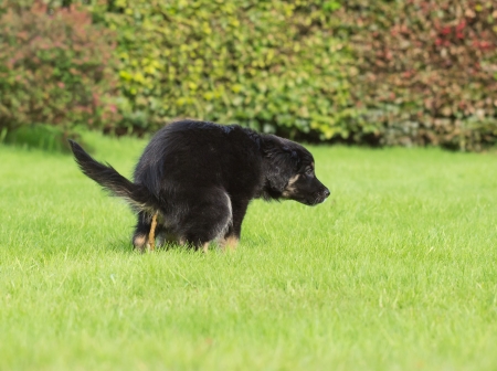 young puppy defecating on lawn while house trainingの写真素材