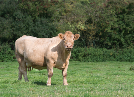 charolais cow standing in a fieldの写真素材