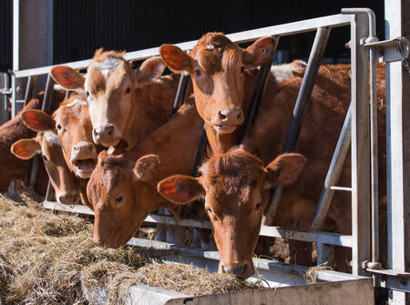 guernsey cattle in cowshedの写真素材