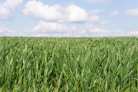 field of young wheat growing in spring