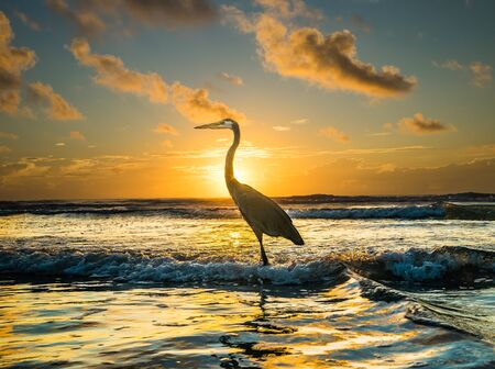 Great Blue Heron amidst sunrise at The Cocoa Beach Pier.の写真素材