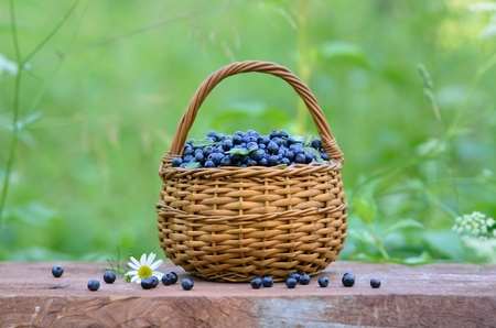 Small round wicker basket full of blueberries standing on a wooden surface. Green grass on the background. Horizontal format.の写真素材