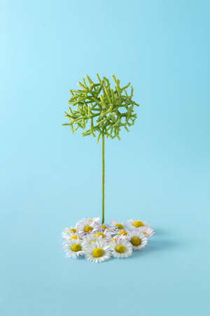 Minimal spring natural concept with daisies and cactus standing on light blue background. Creative still life contrast composition.の写真素材