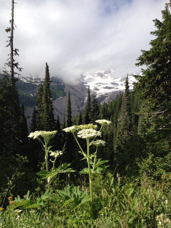 Cow Parsnip Wildflowers Growing in Mount Rainier National Parkの写真素材