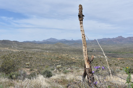 Cholla Wood and View of Superstition Mountains from Picketpost Trailの写真素材