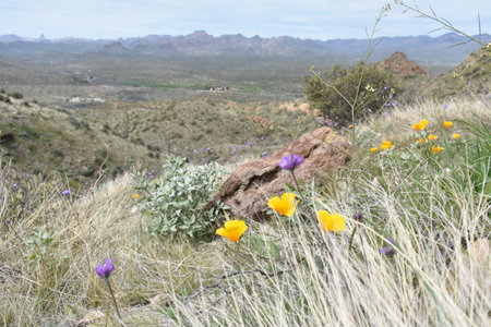 Wildflowers in Foreground, Superstitions from Picketpost Trailの写真素材