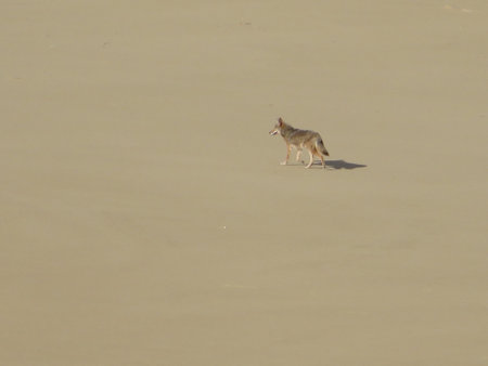 View of One Lonely Coyote on Sandy Beachの写真素材