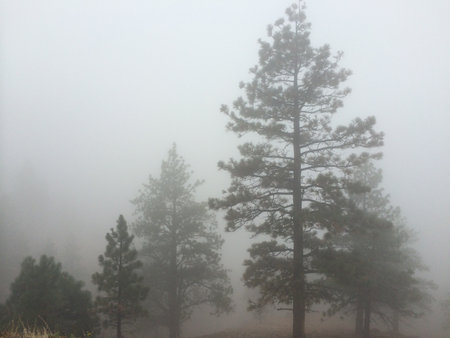 Foggy Trees, Morning Outside Virginia City Nevadaの写真素材