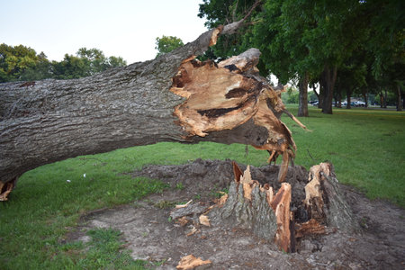 Storm Damage, Area of Breakage, Tree Down in a Tulsa Oklahoma Parkの写真素材