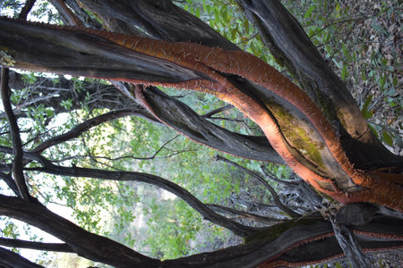 Split Manzanita Tree Branch, Red Bark Near Redding, California