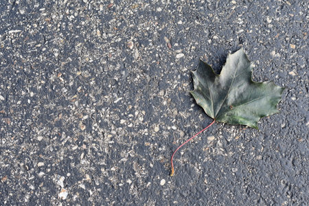 Green Maple Leaf on Black Asphalt Road Backgroundの写真素材