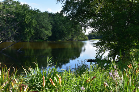 Wisconsin Summer Beauty, Flowers near the Fox River
