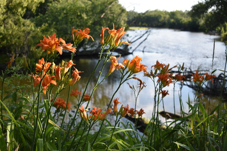 Close Up Orange Lily Flowers by Fox River, Burlington, Wisconsinの写真素材