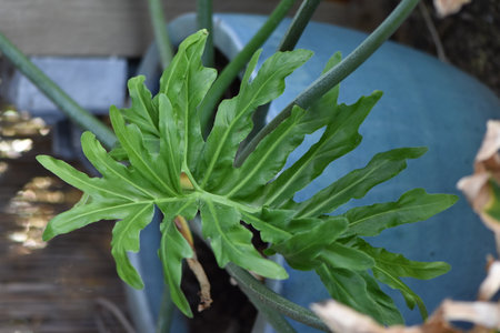 One Big Leaf on a Split Leaf Philodendron Plant in a Potの写真素材