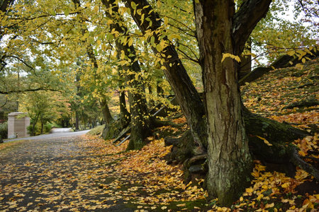Rainy Autumn Day at Sleepy Hollow Cemetery, Walking Pathの写真素材