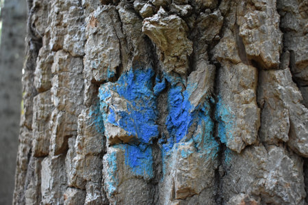 Tree Bark Close Up Texture with Blue Paint Dot on Trunkの写真素材