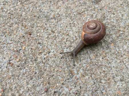 Snail Alive on the Sidewalk in Manhattan, Kansasの写真素材