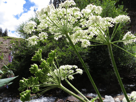 Cow Parsnip Wildflowers at Molas Pass Summit in Colorado