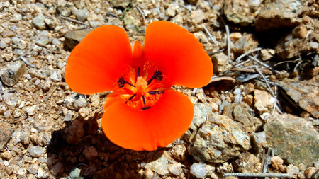 A California Poppy Flower with Bright Orange Petals Growing in Rocky Soilの写真素材