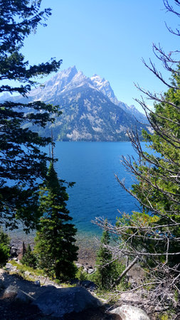 Portrait Pine Trees and Mountain Lake, Jenny Lake at Grand Teton National Parkの写真素材