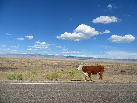 Cow Standing by the Side of a Highway in Nevadaの写真素材