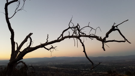 Sunset Tree Branch Silhouette, Bare Tree on Hiking Trail near Santa Clarita, CAの写真素材