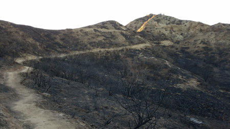 Trail Through Burnt Area of Towsley Canyon Park, near Santa Clarita, CAの写真素材