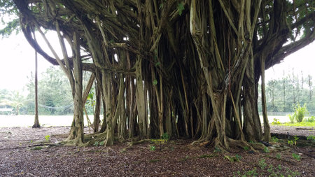 Huge Banyan Tree Seen While Visiting Hilo, Hawaii