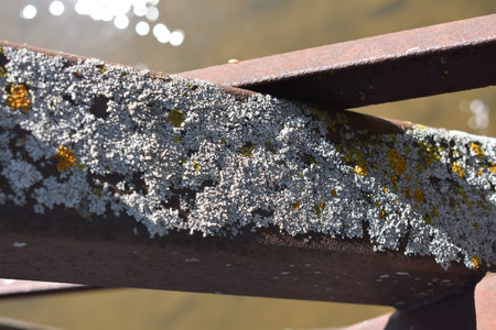 Lichen Growing on a Metal Bridge Structure in the Midwest USAの写真素材