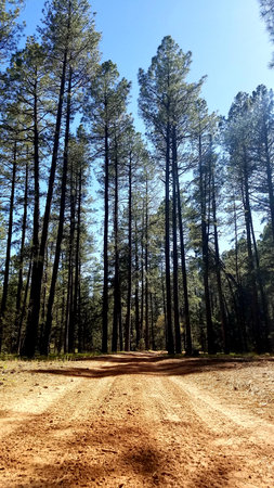 Dirt Road into a Pine Tree Forest near Payson, Arizona