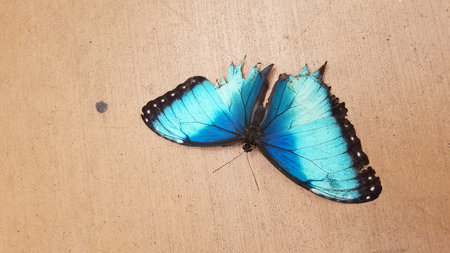 Blue Morpho Butterfly with Torn Wings Laying on the Sidewalk
