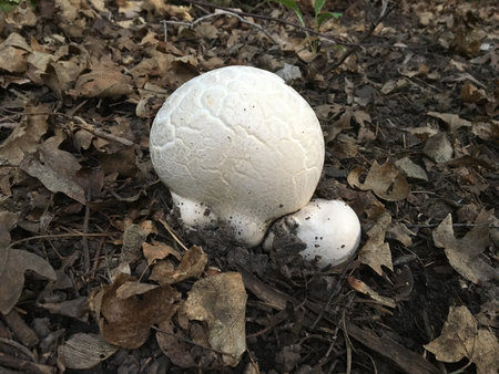 Two Small Puffball Mushrooms in Utah, Ball Shaped with Cracked Texture on Top