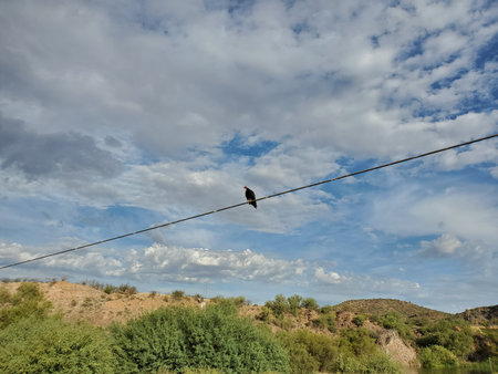 One Vulture on an Electrical Wire, Tonto National Forest, near Phoenix, Arizonaの写真素材
