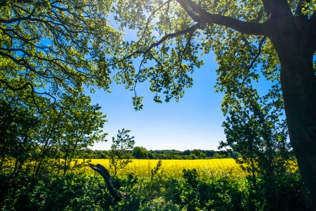 Forest clearing with a rapeseed field in the backgroundの写真素材