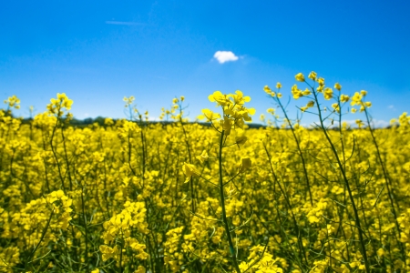 Yellow rapeseed field on a sunny dayの写真素材