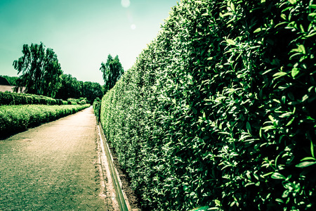 Village path with hedge on the right sideの写真素材