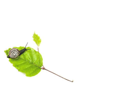 Snail on leaf isolated on whiteの写真素材