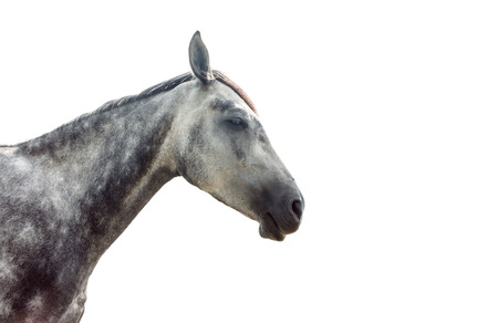 Portrait of a grey horse isolated on whiteの写真素材