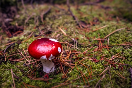 Red fungus mushroom on the forest floor