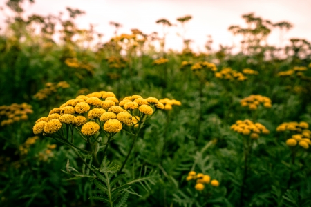 Yellow Tanacetum Vulgare flower on a fieldの写真素材
