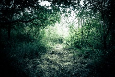 Misty forest foliage with bright lightsの写真素材